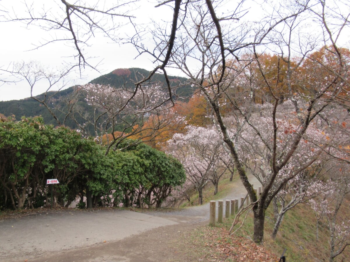 桜山公園の写真 