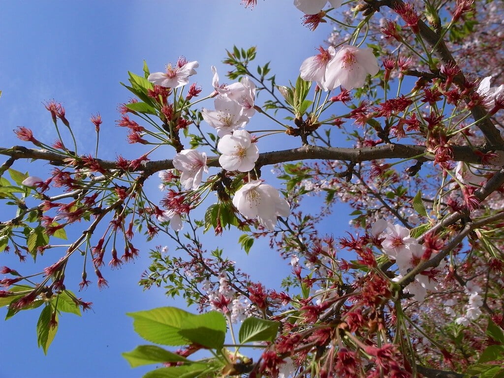 西公園の写真 ©yuki5287(CC BY 2.0)