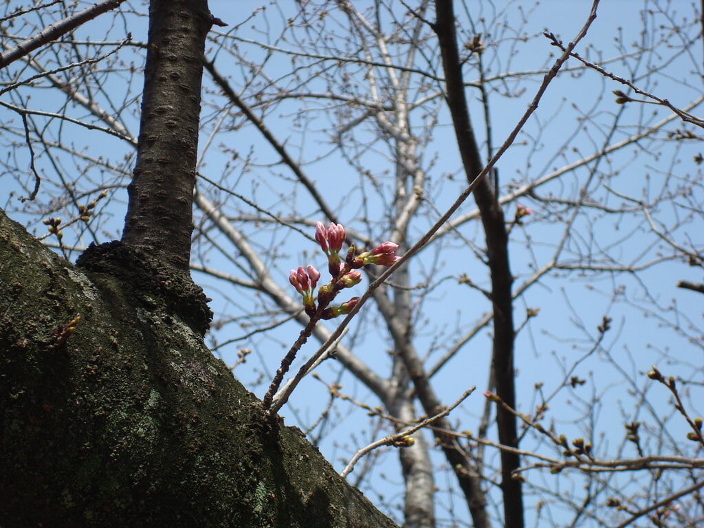 舞鶴公園の写真 ©alberth2(CC BY-SA 2.0)