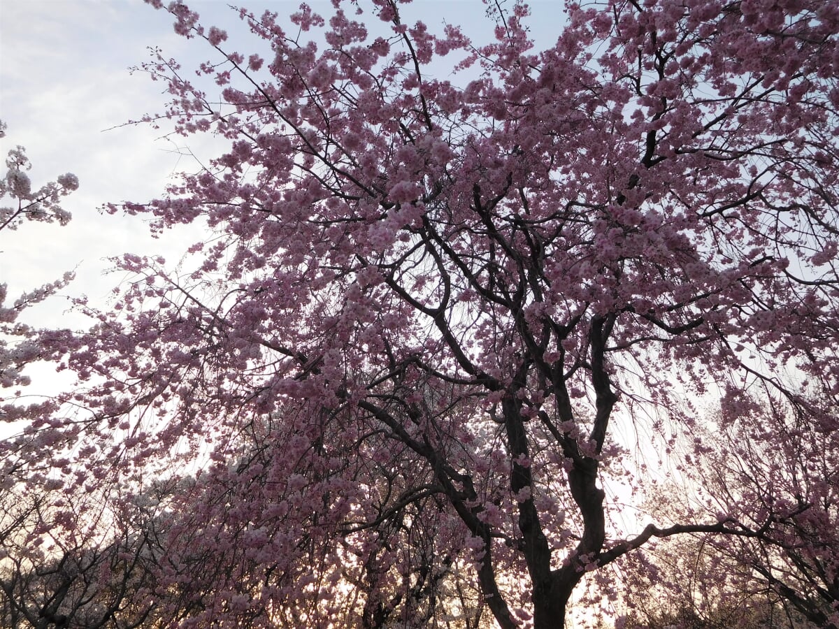 磯部桜川公園の写真 ©Miyuki(CC BY-SA 4.0)