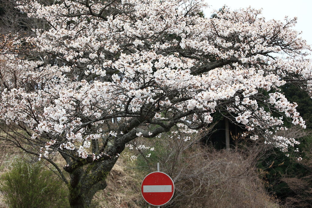 高森峠千本桜の写真 ©TANAKA Juuyoh (田中十洋)(CC BY 2.0)