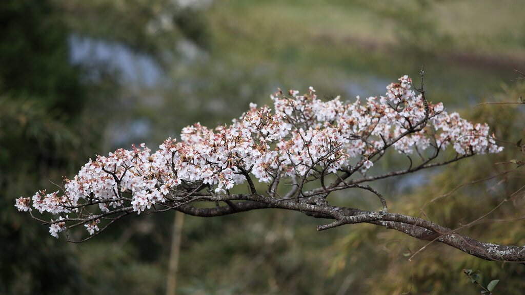 高森峠千本桜の写真 ©TANAKA Juuyoh (田中十洋)(CC BY 2.0)