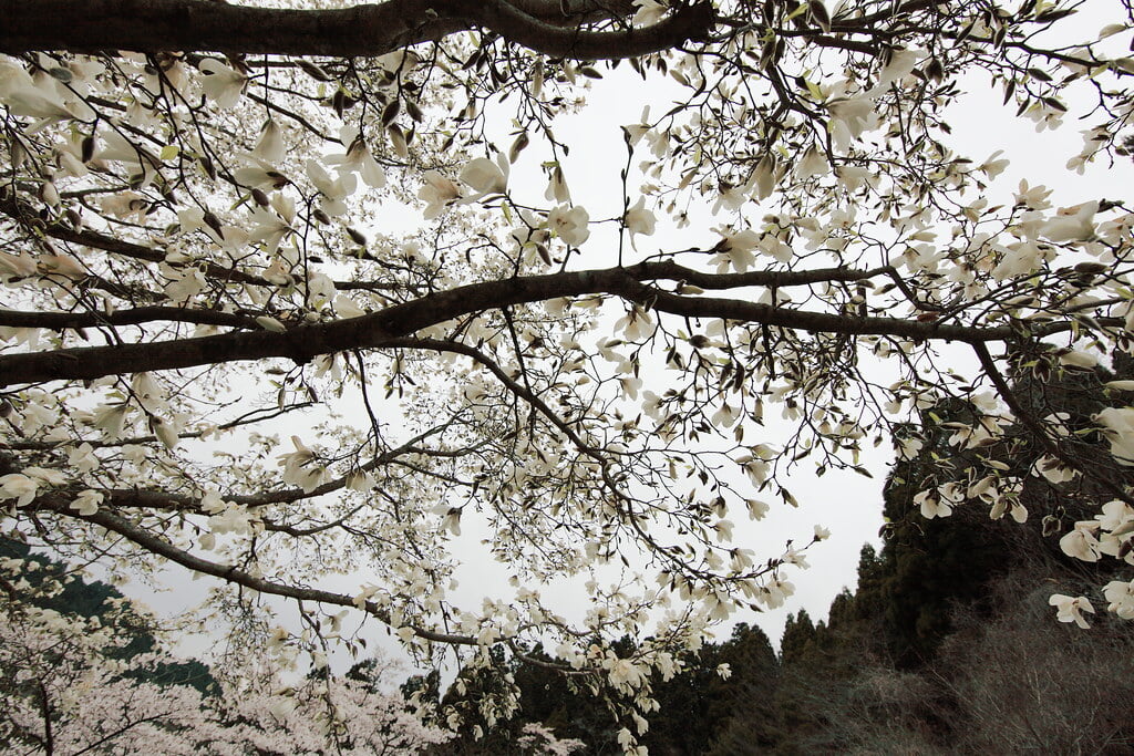 高森峠千本桜の写真 ©TANAKA Juuyoh (田中十洋)(CC BY 2.0)