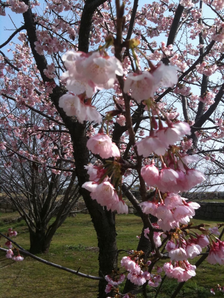 丸亀城の写真 ©iPhone修理/カスタマイズパーツ販売…(CC BY 3.0)