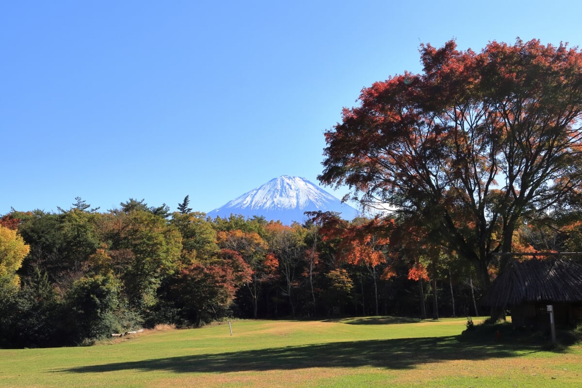 西湖野鳥の森公園の写真 