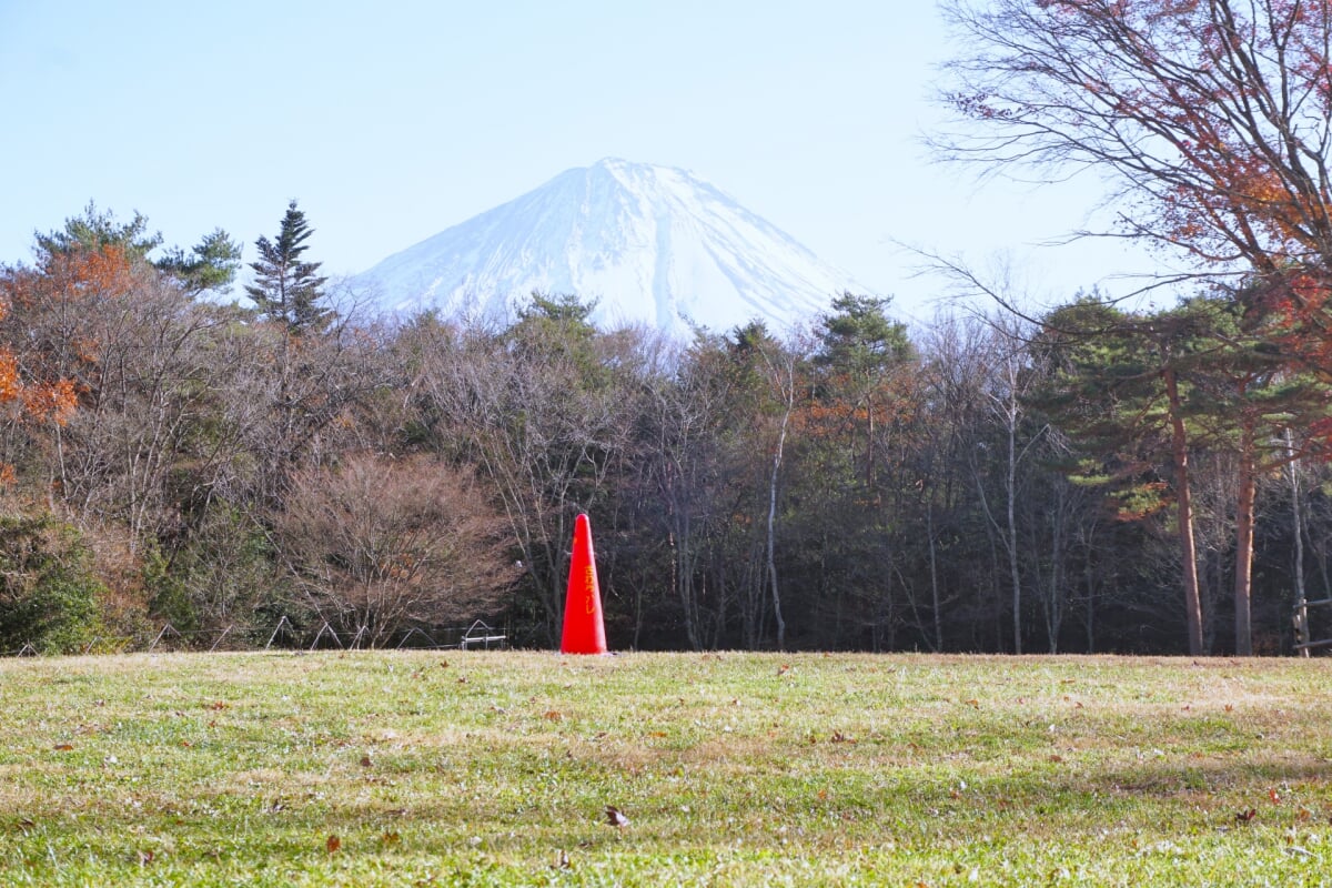 西湖野鳥の森公園の写真 