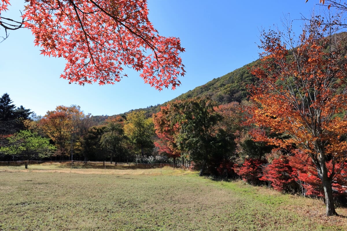 西湖野鳥の森公園の写真 