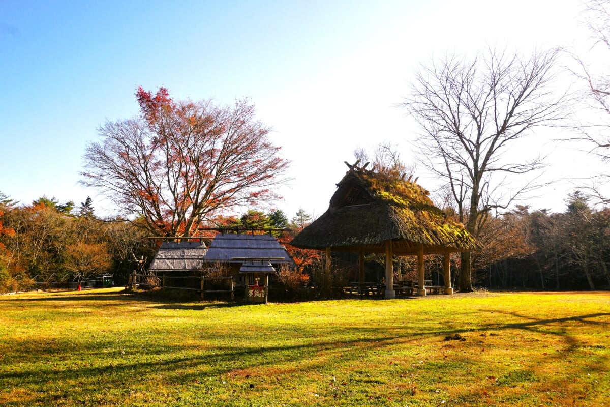 西湖野鳥の森公園の写真 