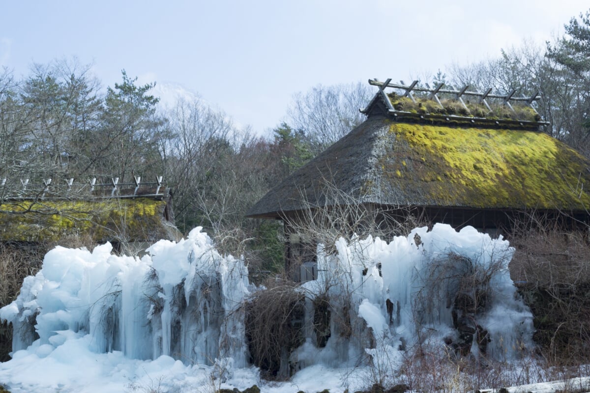 西湖野鳥の森公園の写真 