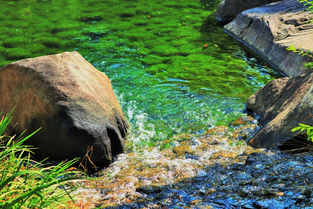 目白庭園の写真 