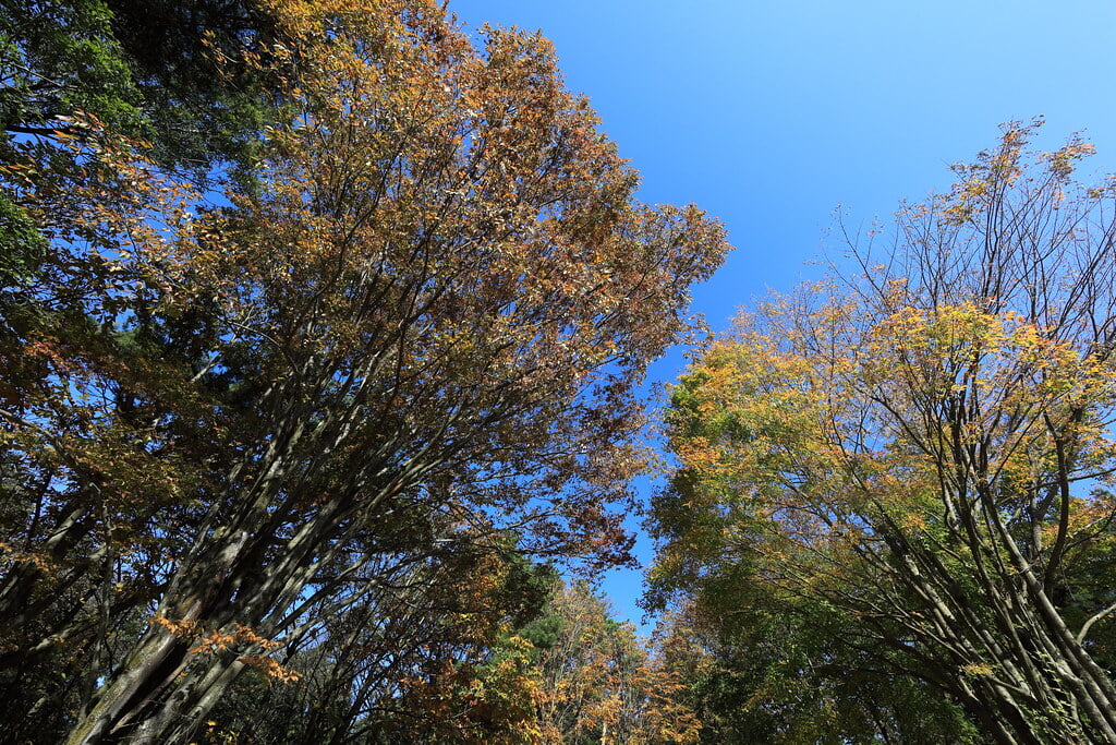 赤城自然園の写真 ©TANAKA+Juuyoh+%28%E7%94%B0%E4%B8%AD%E5%8D%81%E6%B4%8B%29(CC BY 2.0)