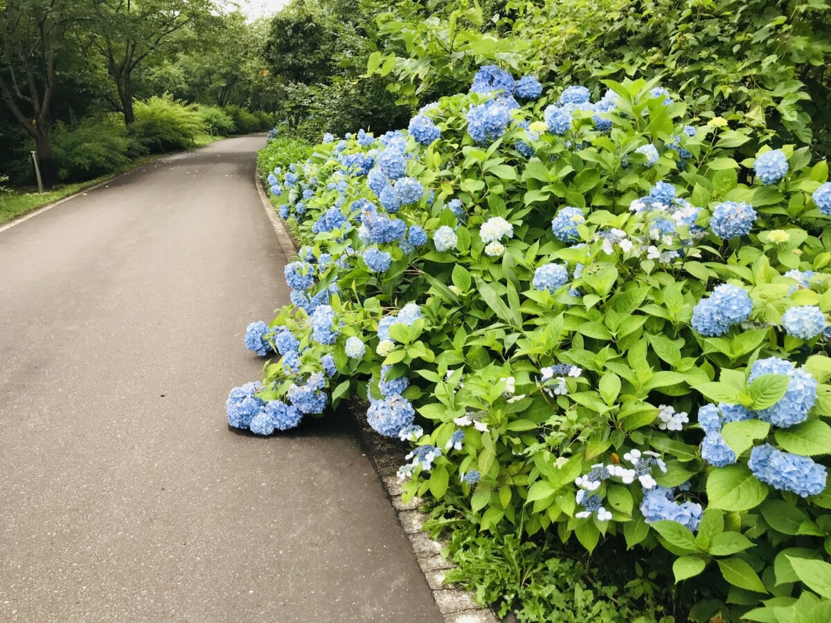 道南四季の杜公園の写真 