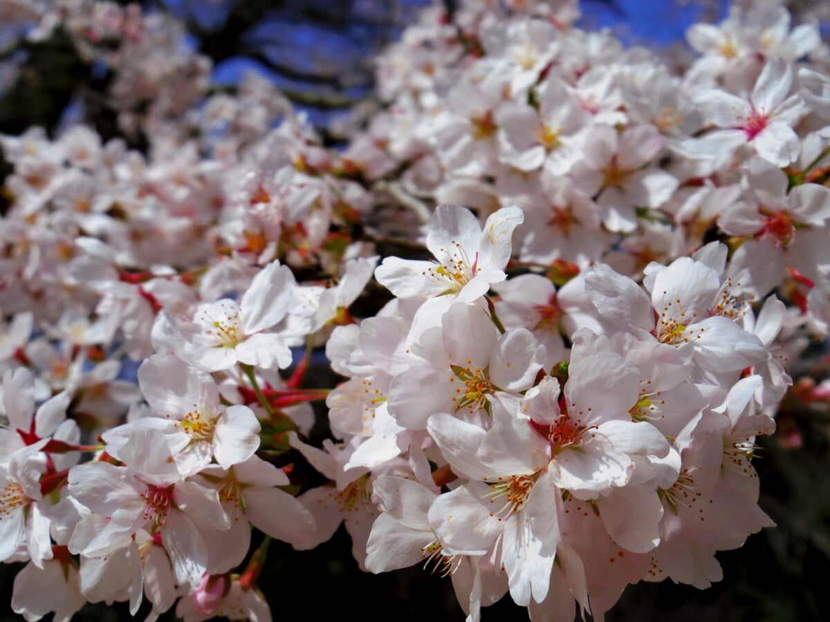 尾関山公園の写真 