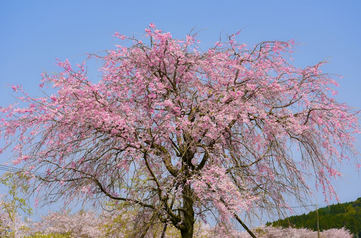 観音池公園の写真 