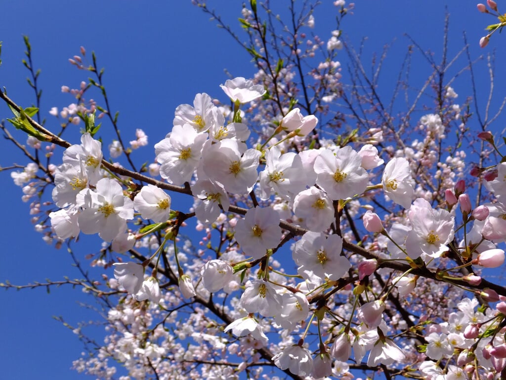国立劇場の写真 ©Tak1701d(Public domain)