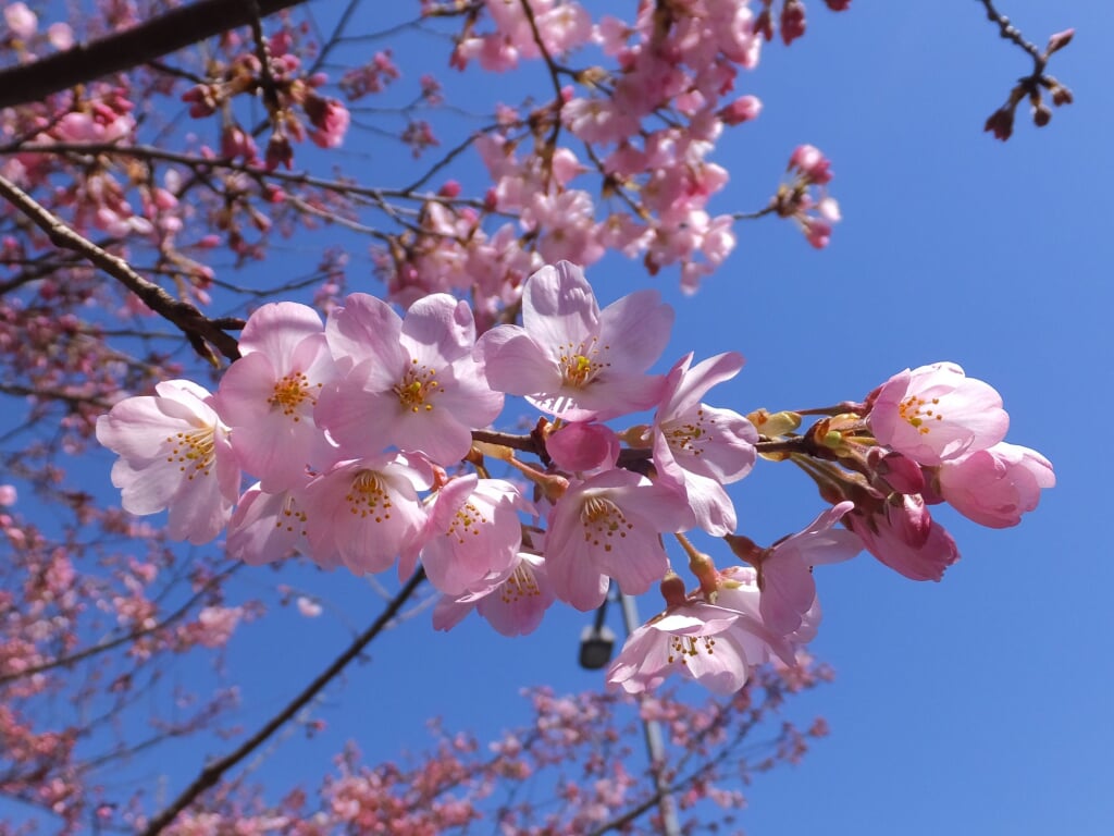 国立劇場の写真 ©Tak1701d(Public domain)