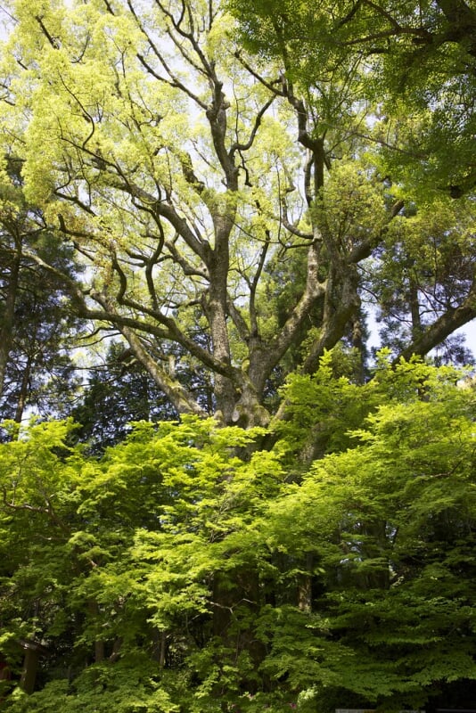 大興善寺の写真 ©gtknj(CC BY 2.0)