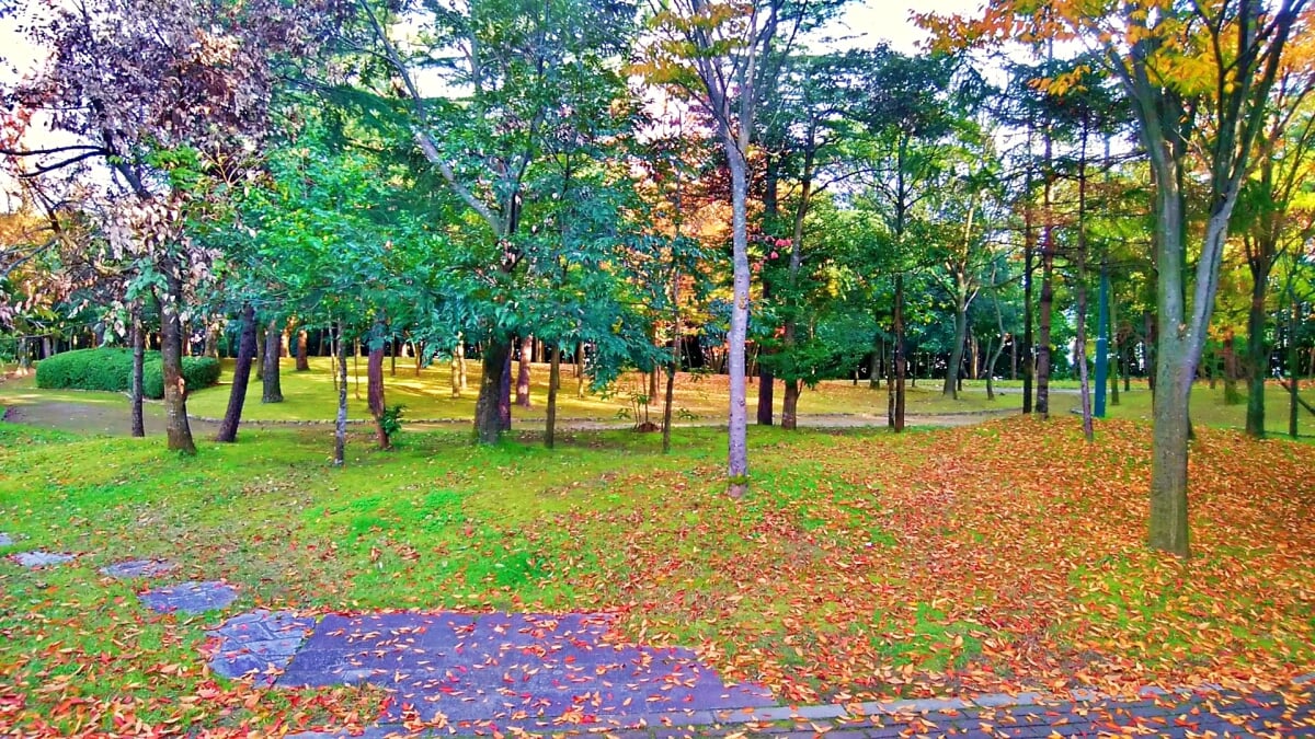 新潟県立鳥屋野潟公園 女池地区・鐘木地区の写真 