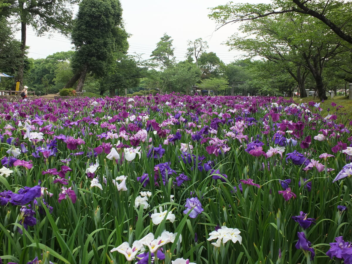 大村公園 玖島城跡の写真 ©sk01(CC BY-SA 3.0)