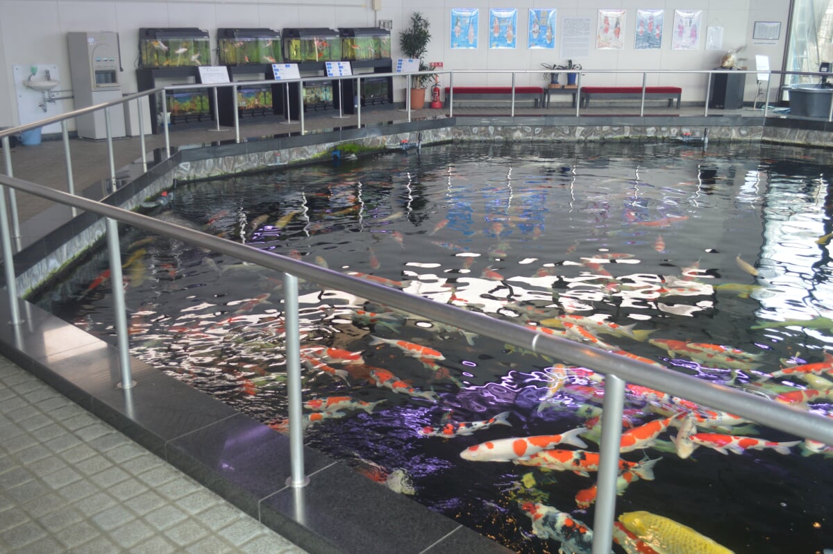 小千谷市錦鯉の里の写真 ©Asturio(CC BY-SA 4.0)