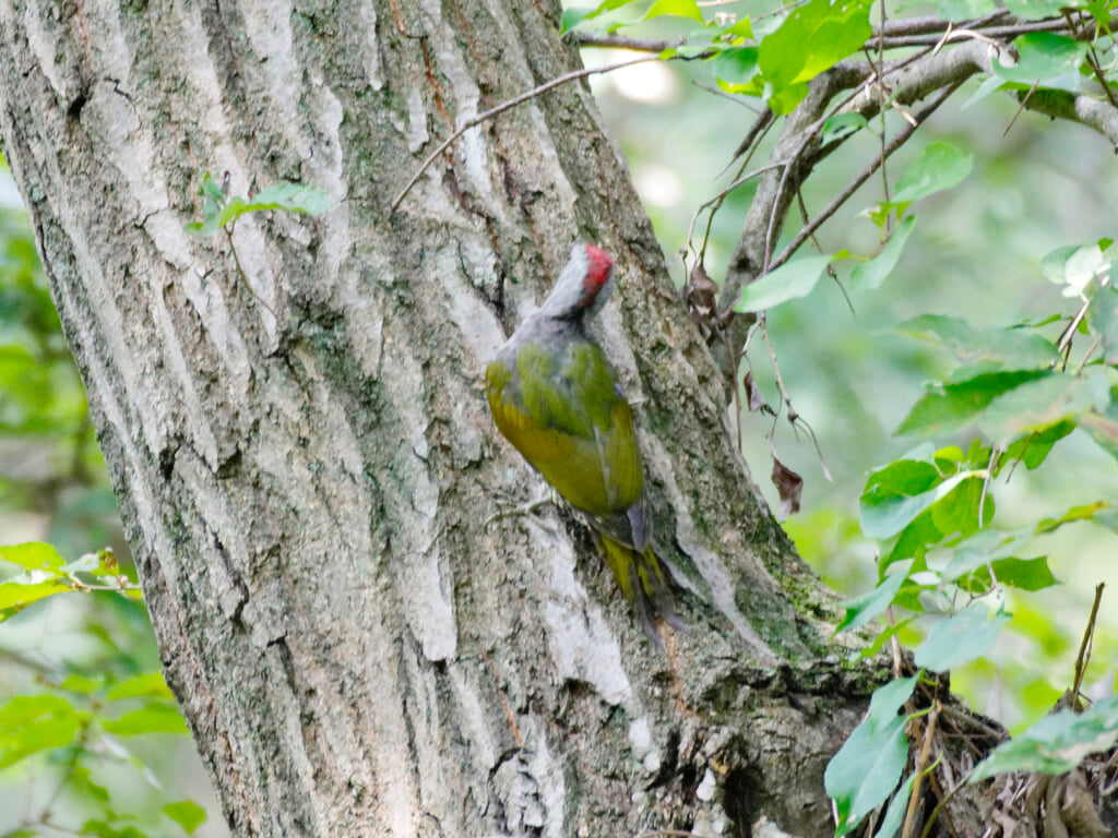 舞岡公園の写真 ©Ik T from Kanagawa, Japan(CC BY 2.0)