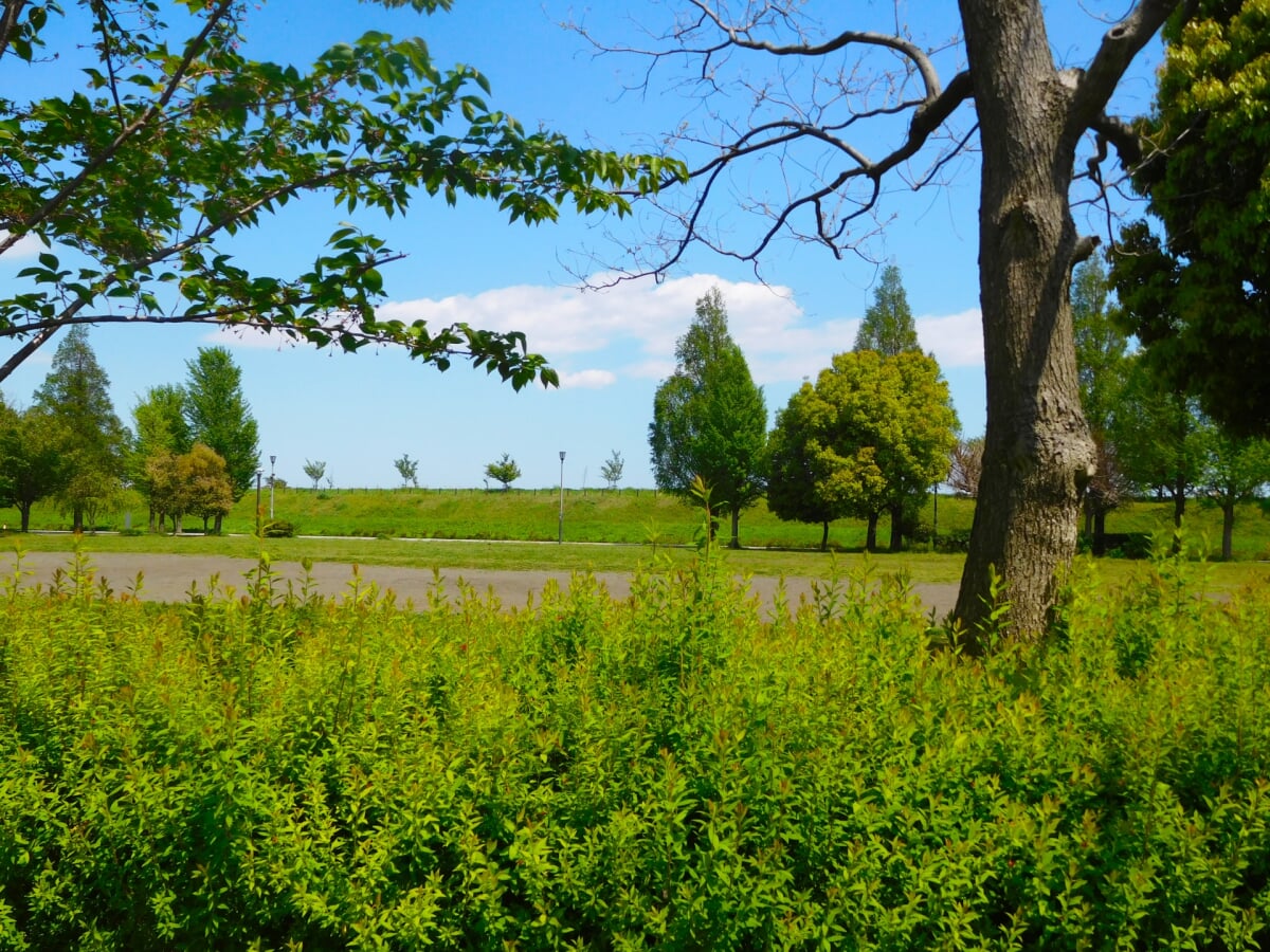 馬入ふれあい公園の写真 