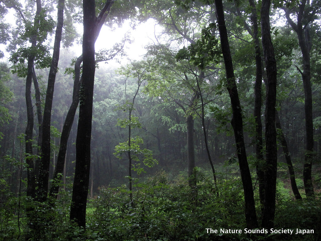 李山丹南山神 トトロの森の写真 ©Nature Sounds Society Japan (NSSJP)(CC BY-SA 2.0)