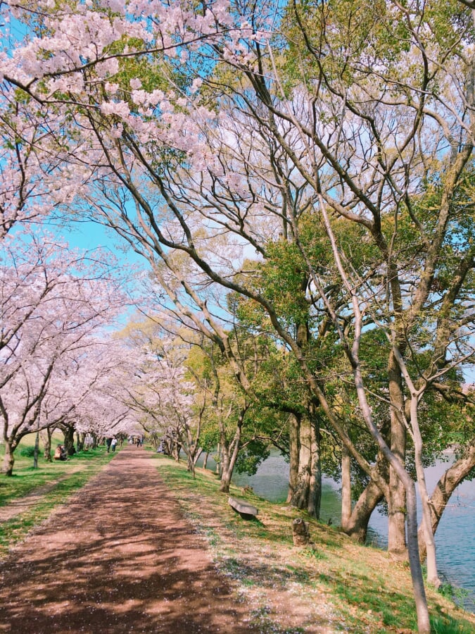 酒津公園の写真 