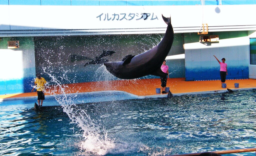 南知多ビーチランド・南知多おもちゃ王国の写真 ©emrank(CC BY 2.0)