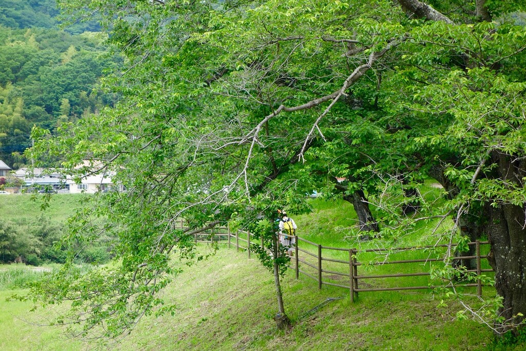 狩野川さくら公園の写真 ©Kentaro Ohno(CC BY 2.0)