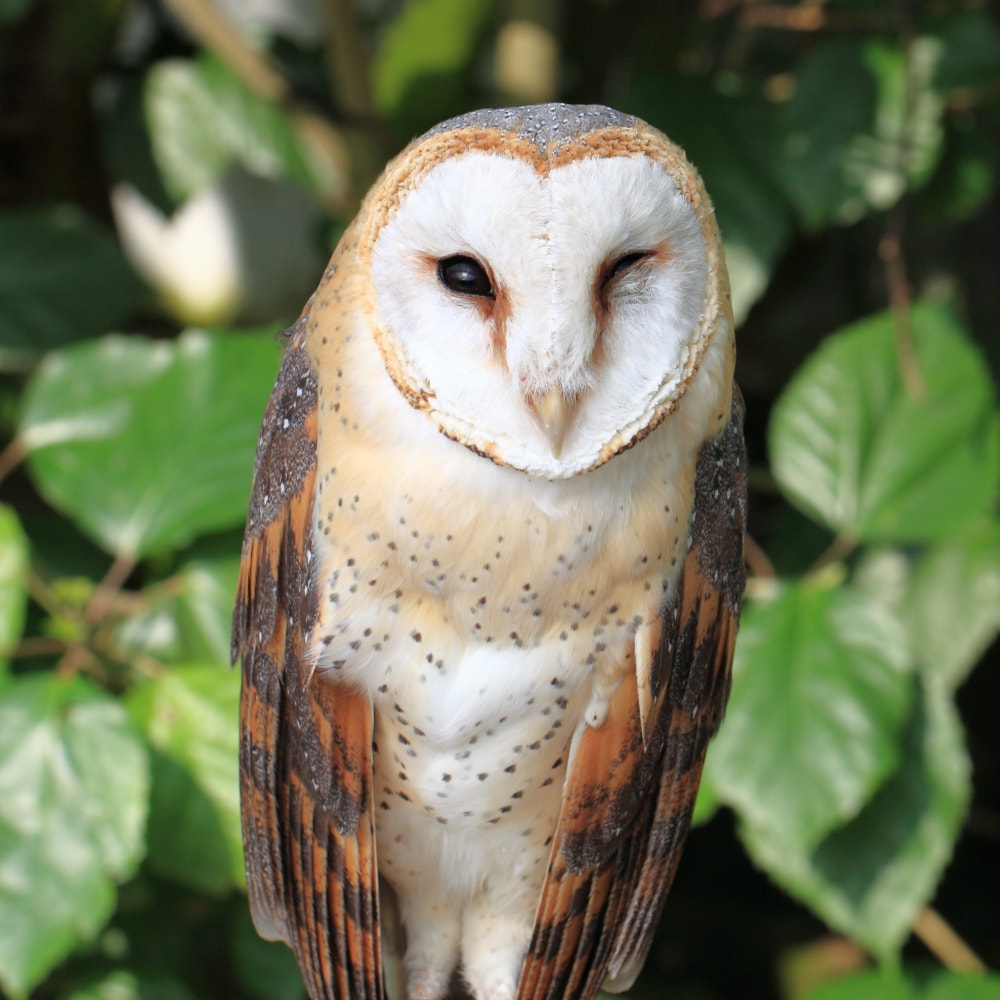 掛川花鳥園の写真 ©TANAKA Juuyoh (田中十洋)(CC BY 2.0)
