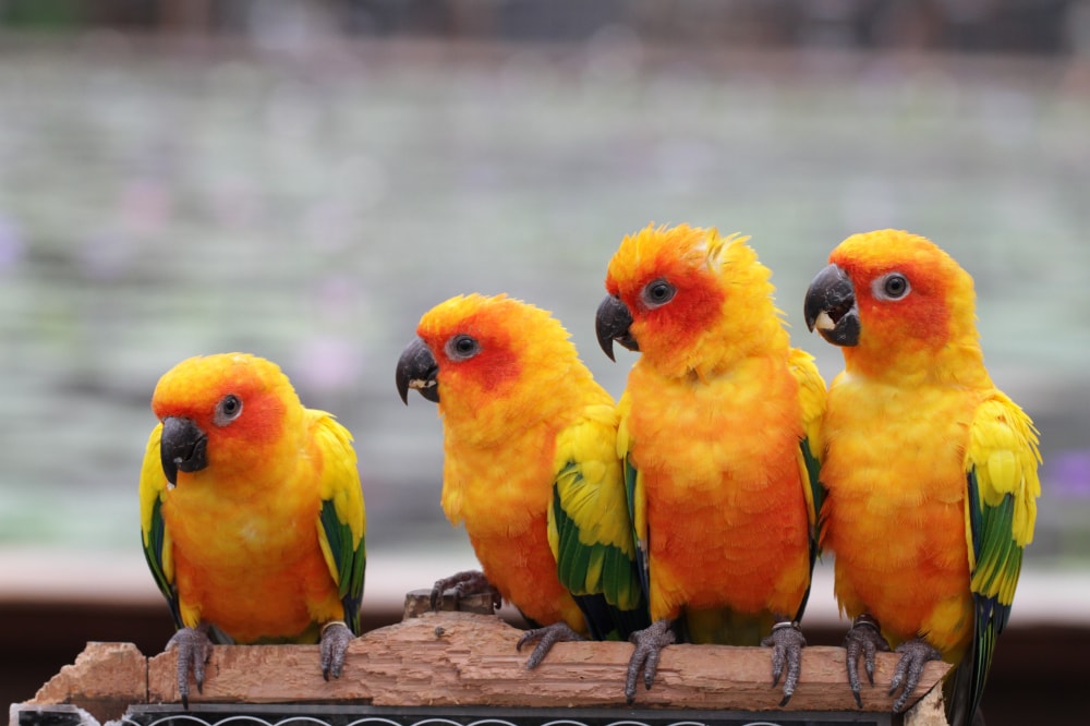 掛川花鳥園の写真 ©Takashi Hososhima from Tokyo, Japan(CC BY-SA 2.0)