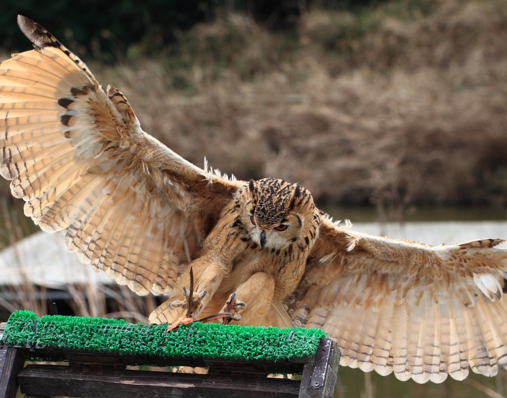 掛川花鳥園の写真 ©TANAKA Juuyoh (田中十洋)(CC BY 2.0)