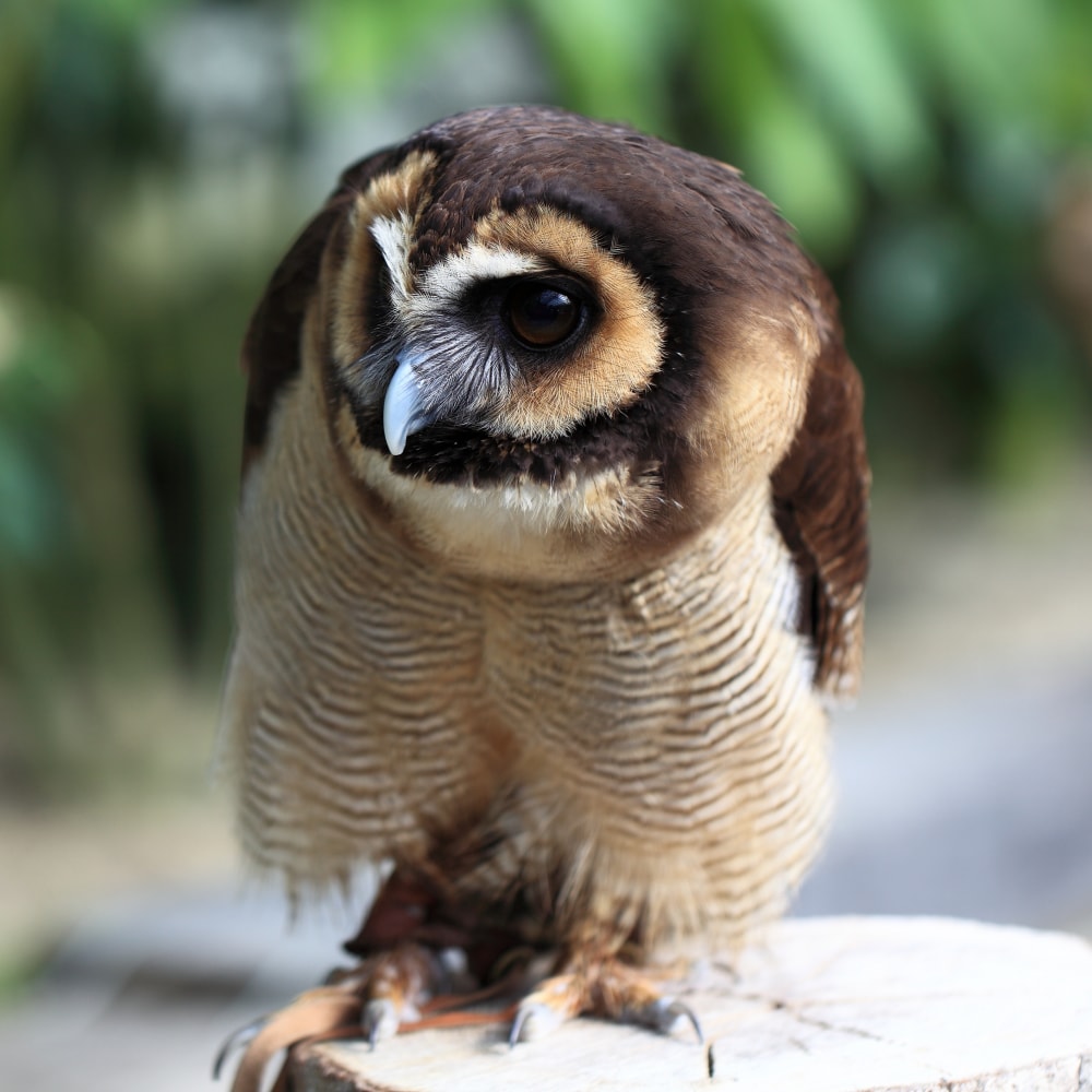 掛川花鳥園の写真 ©TANAKA Juuyoh (田中十洋)(CC BY 2.0)