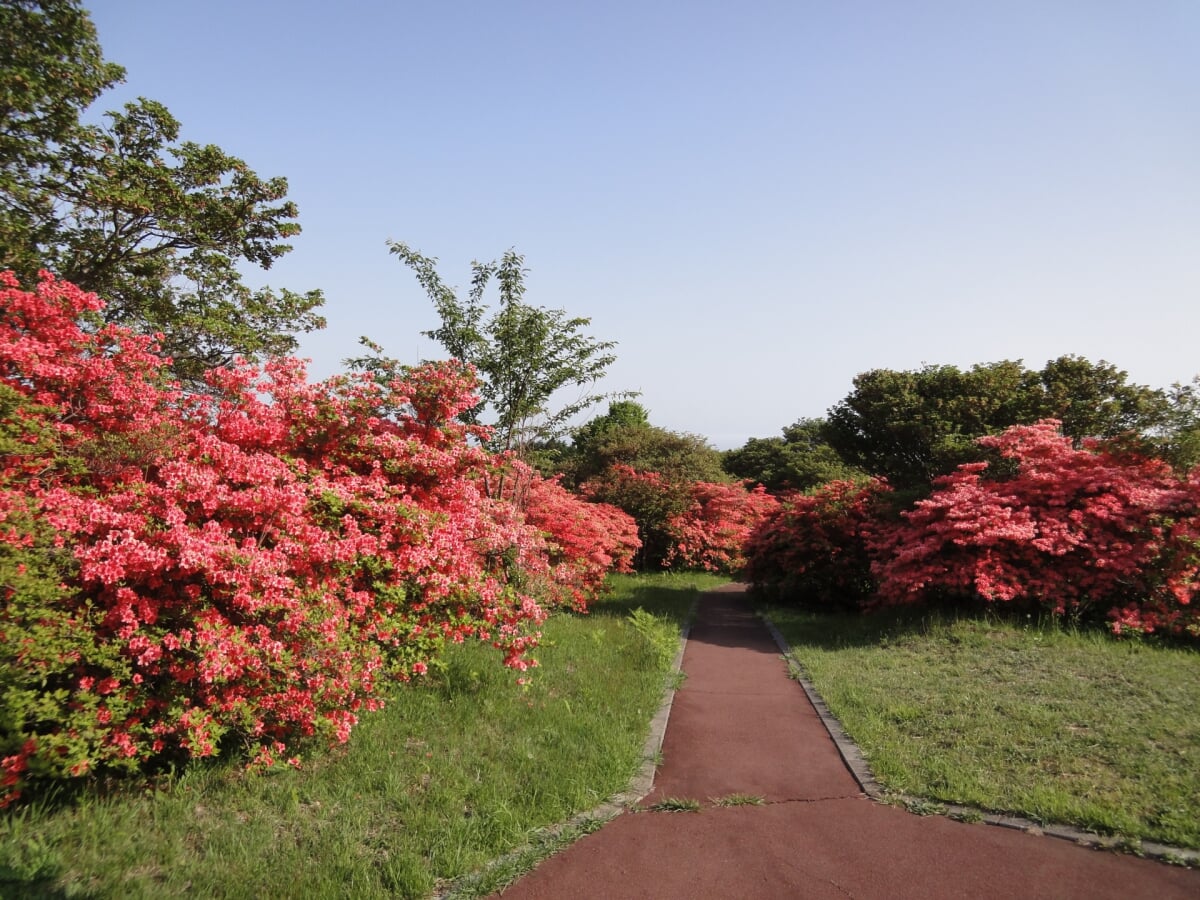 恵山つつじ公園の写真 