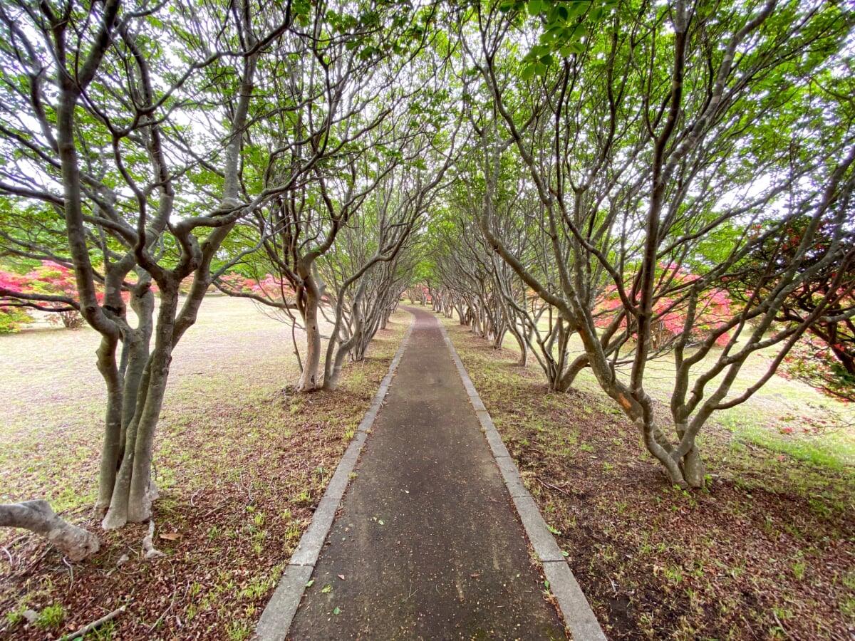 恵山つつじ公園の写真 