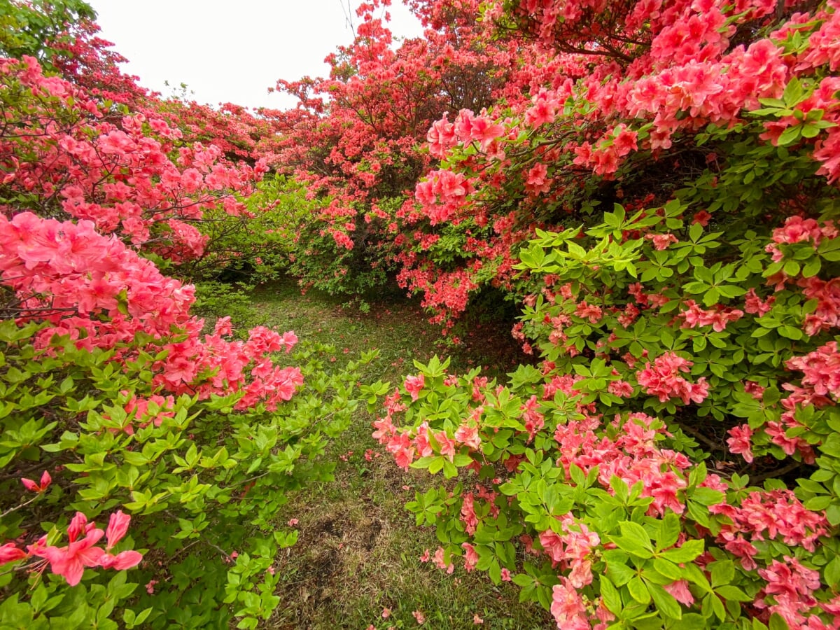 恵山つつじ公園の写真 