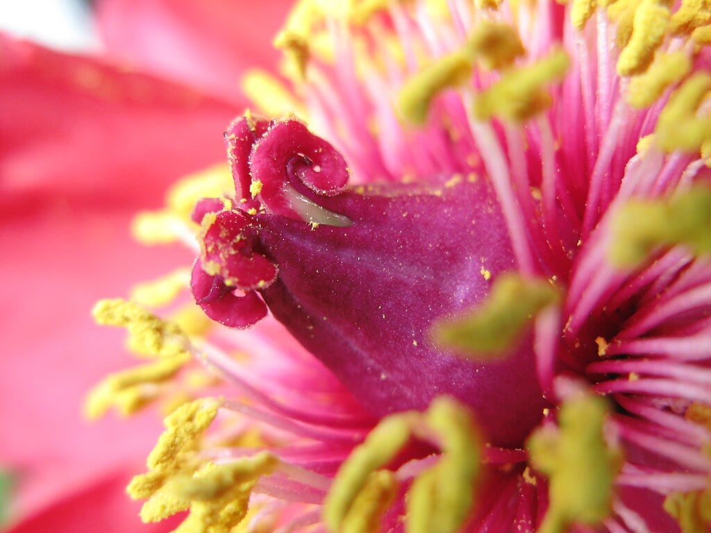 筥崎宮の写真 ©TANAKA Juuyoh (田中十洋)(CC BY 2.0)