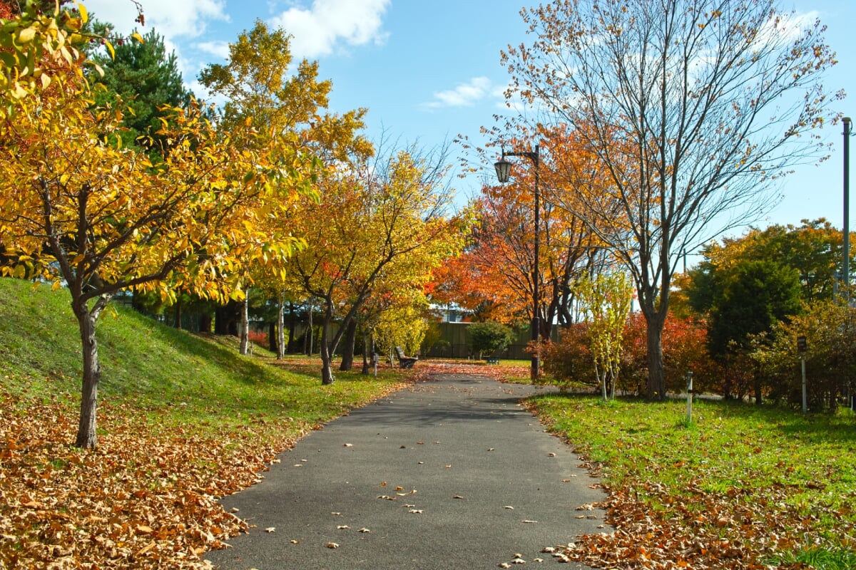 西桔梗公園の写真 