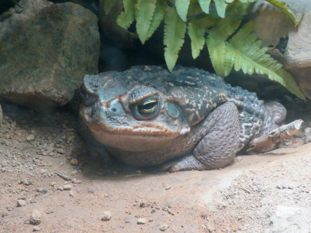 世界淡水魚園水族館 アクア・トト ぎふの写真 ©KKPCW(CC BY-SA 4.0)