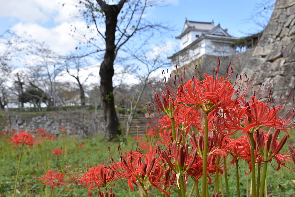 津山城 鶴山公園の写真 ©津山市立図書館 Public Library of Tsuyama(CC BY 2.0)