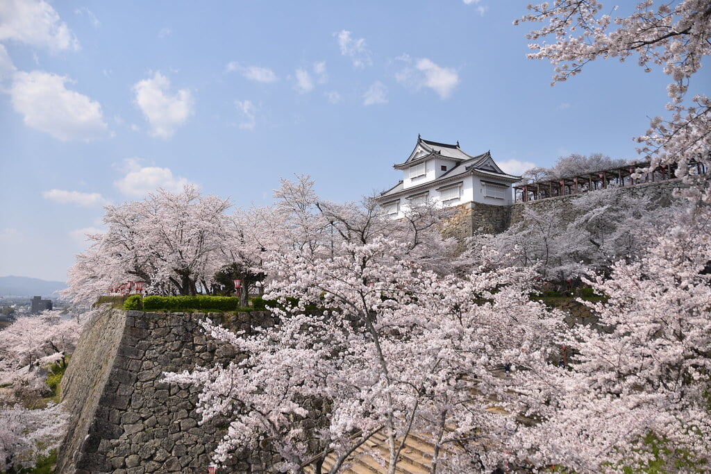津山城 鶴山公園の写真 ©津山市立図書館 Public Library of Tsuyama(CC BY 2.0)
