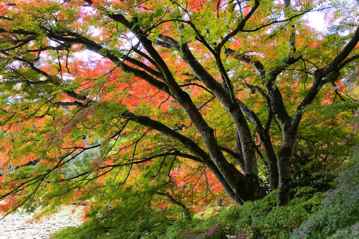 県立霞ヶ城公園の写真 