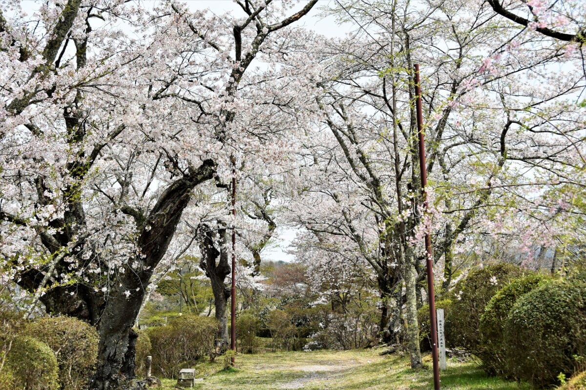 亀ケ城公園の写真 