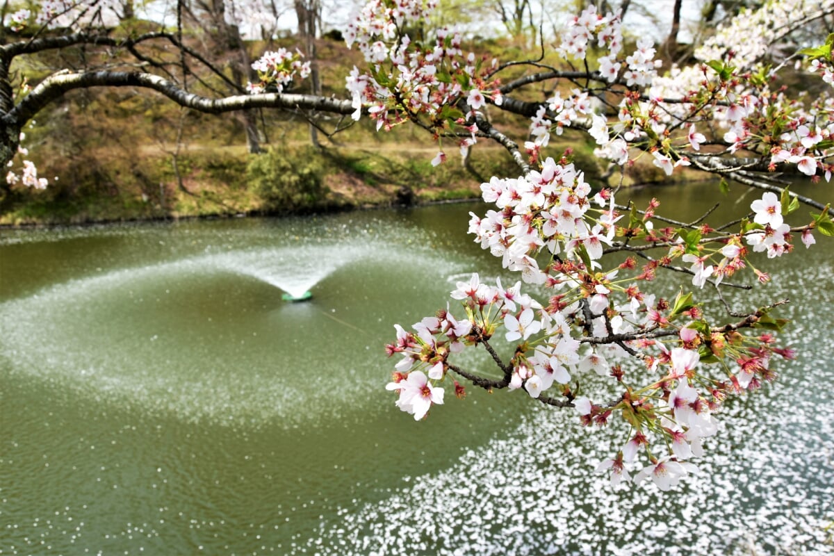 亀ケ城公園の写真 