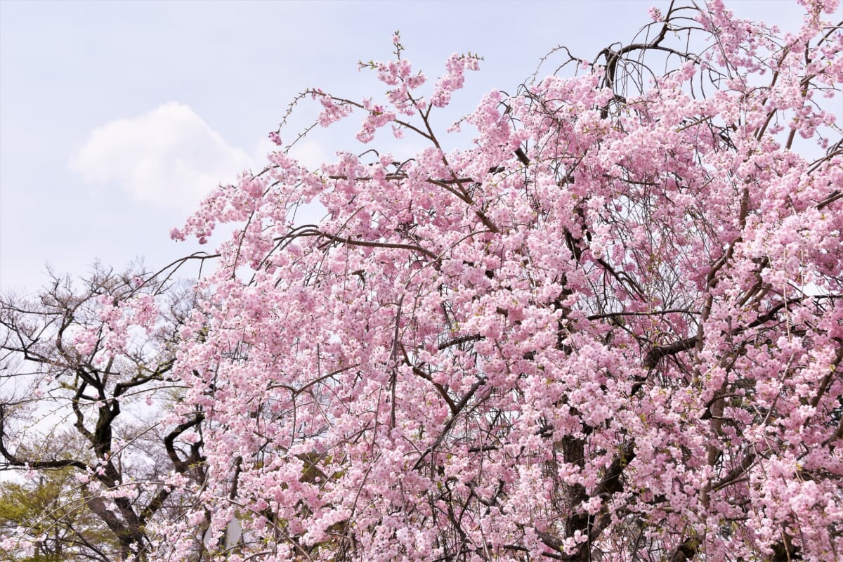 亀ケ城公園の写真 