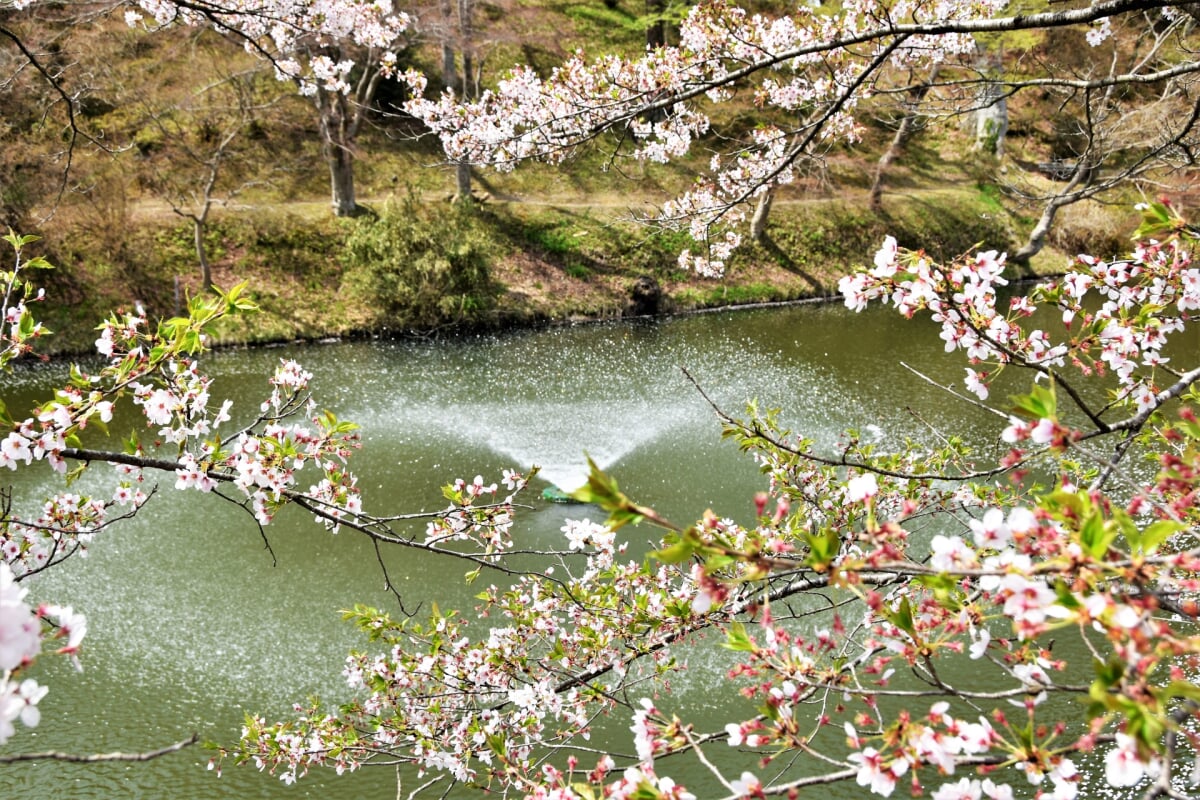 亀ケ城公園の写真 