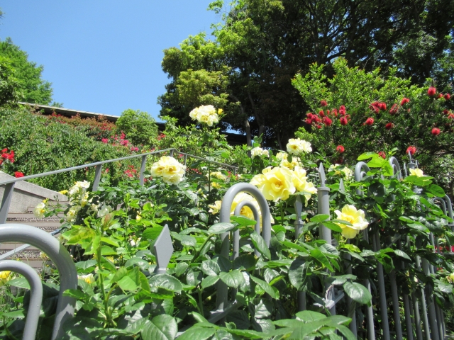 山手イタリア山庭園の写真 