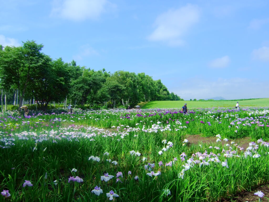 八紘学園 花菖蒲園の写真 ©t-konno(CC BY-SA 3.0)