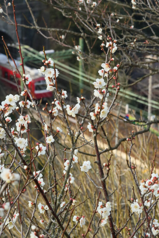 田浦梅の里の写真 ©yagi-s(CC BY 2.0)